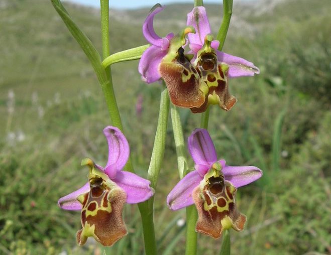 Ophrys episcopalis