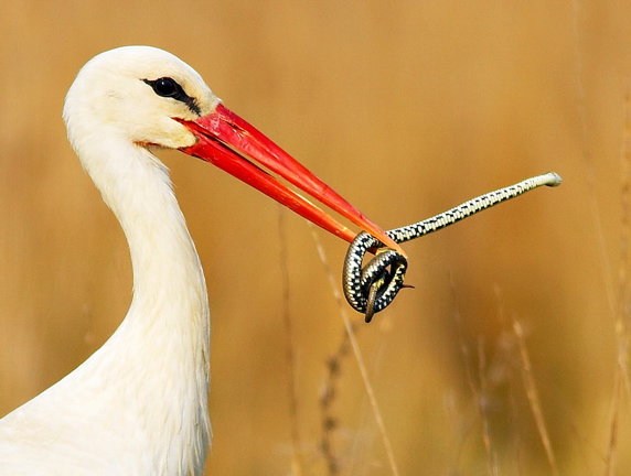 White stork and snake