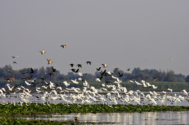 Egrets ibises and more
