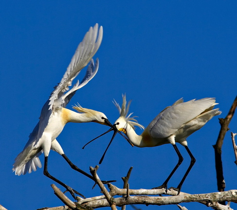 Fight for your life - spoonbills