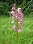 military orchid