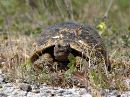 spur thighed tortoise 1