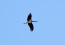 black stork2