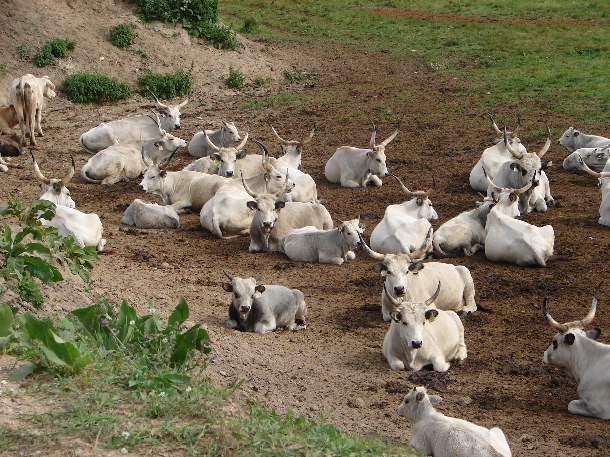 Hungarian grey cattle (John Rumpus)