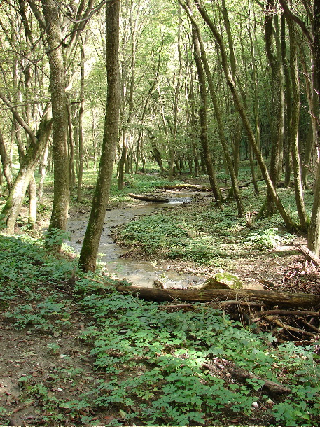 Woods in Bükk Hills (John Rumpus)