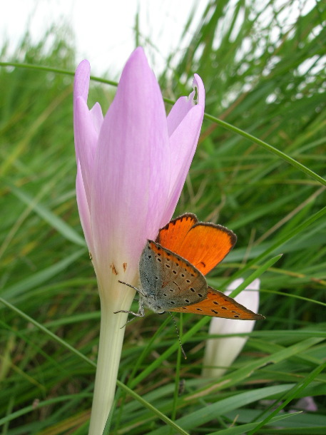 large copper butterfly on meadow saffron, Bükk Hills (Chris 