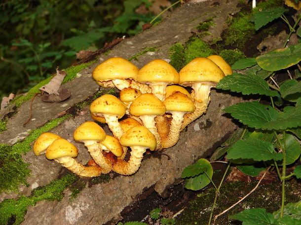 fungi, Hor Valley, Bükk Hills (John Rumpus)