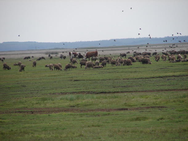 Steppe on the edge of the Hortobágy national park