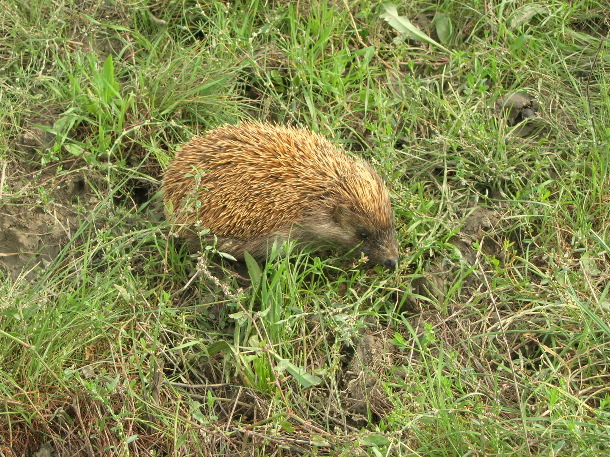 Eastern hedgehog Erinaceus concolor (Chris Durdin)