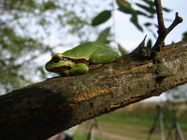 Tree frog (John Rumpus)