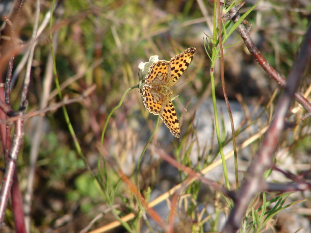 Queen-of-Spain fritillary (John Rumpus)