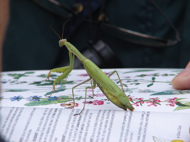 Praying mantis (John Rumpus)