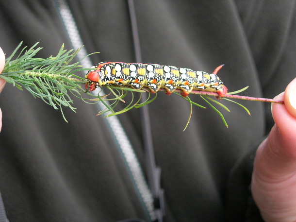 spurge hawk-moth caterpillar (Chris Durdin)