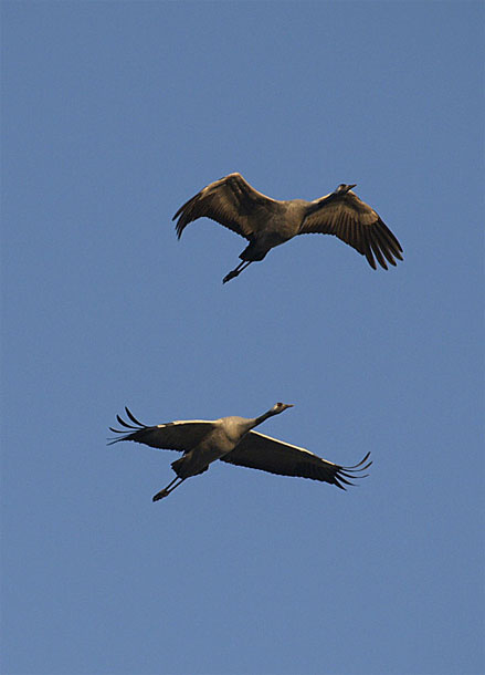 Cranes (MME Bela Motko, MME)