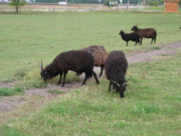 Racka sheep (Chris Durdin)