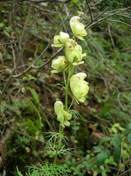 yellow monkshood, Bükk Hills (Chris Durdin)