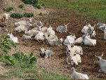 Hungarian grey cattle (John Rumpus)