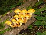 fungi, Hor Valley, Bükk Hills (John Rumpus)