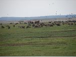 Steppe on the edge of the Hortobágy national park (John Rump