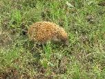 Eastern hedgehog Erinaceus concolor (Chris Durdin)