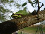 Tree frog (John Rumpus)