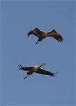 Cranes (MME Bela Motko, MME)