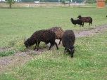 Racka sheep (Chris Durdin)