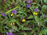 Cow-wheat Melampyrum nemorosum (John Rumpus)