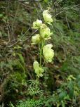 yellow monkshood, Bükk Hills (Chris Durdin)