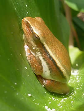 Arum lily frog Rondevlei