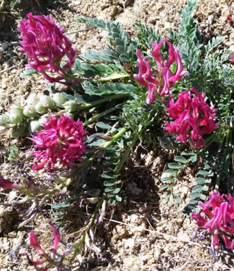 Astragalus incanus 