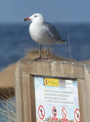 Audouin's gull