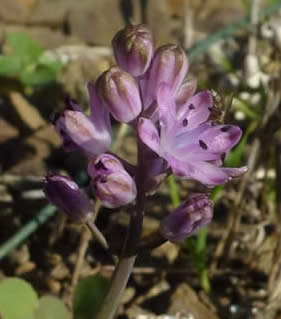 autumn squill