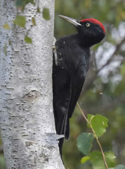 Black woodpecker