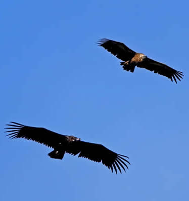 Black vulture and griffon vulture