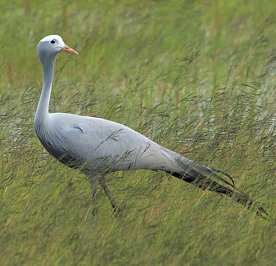 blue crane