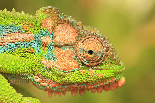 Cape dwarf chameleon