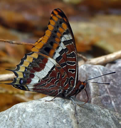 Two-tailed pasha