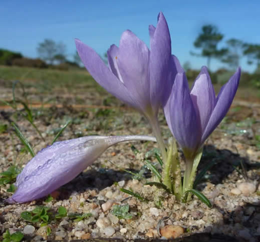 autumn crocus Crocus serotinus