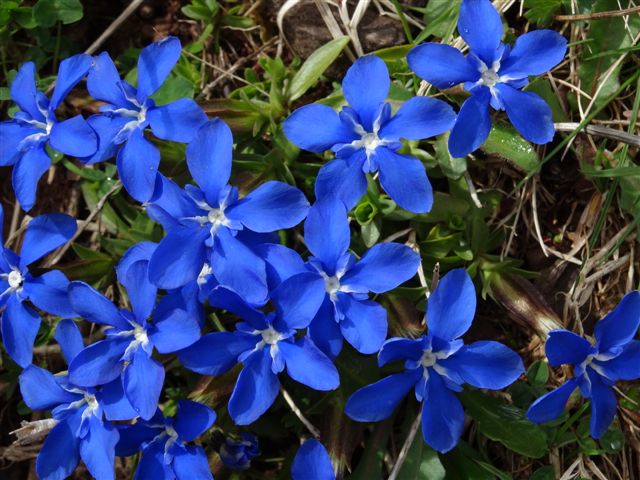 spring gentians