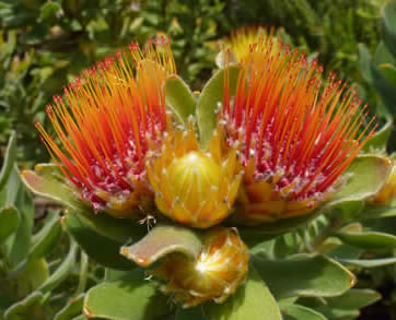 proteas