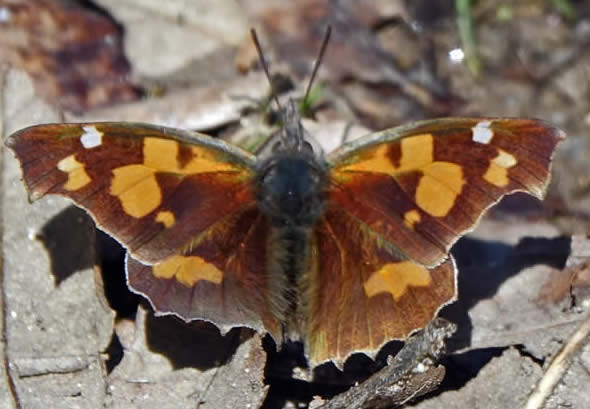 nettle-tree butterfly