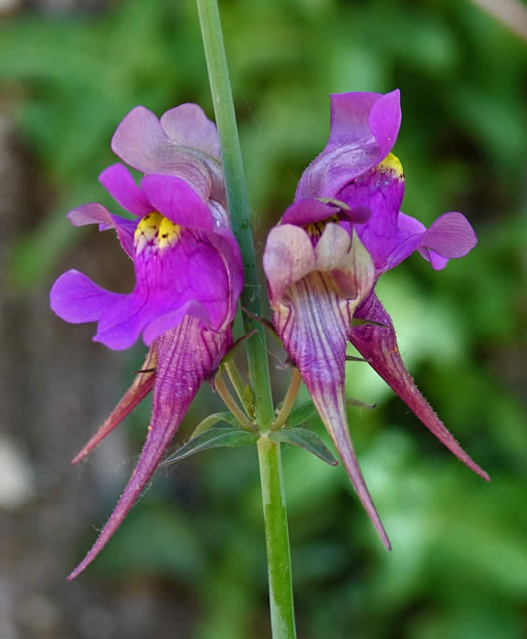 Linaria triornithophora