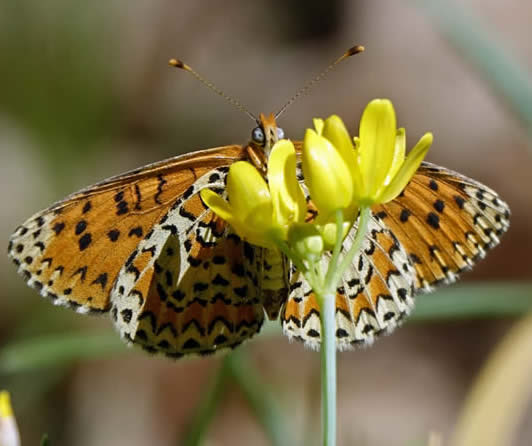 Melitaea ignasti