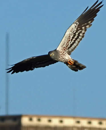 Montagu's harrier