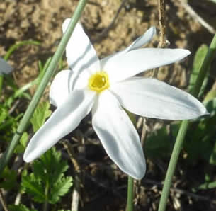 Narcissus serotinus