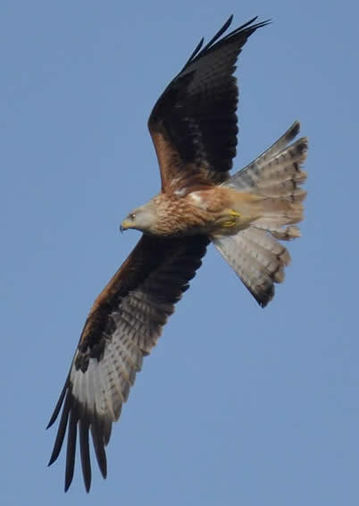 Red kite