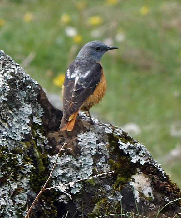 Rock thrush