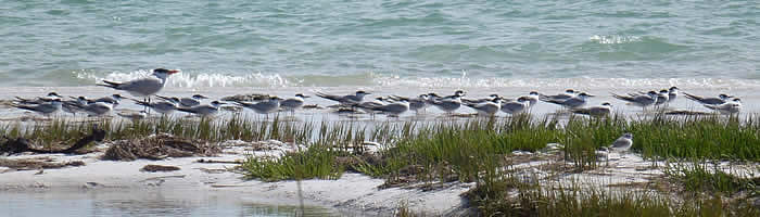 Terns in the West Coast National Park