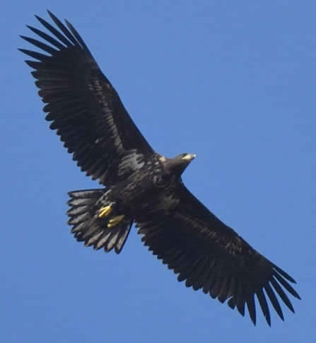 White-tailed eagle